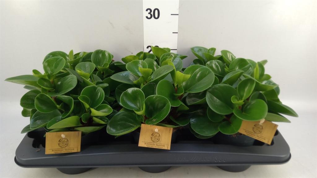 Горшечные цветы и растения оптом Peperomia Obt. green Gold от 6шт из Голландии с доставкой по России