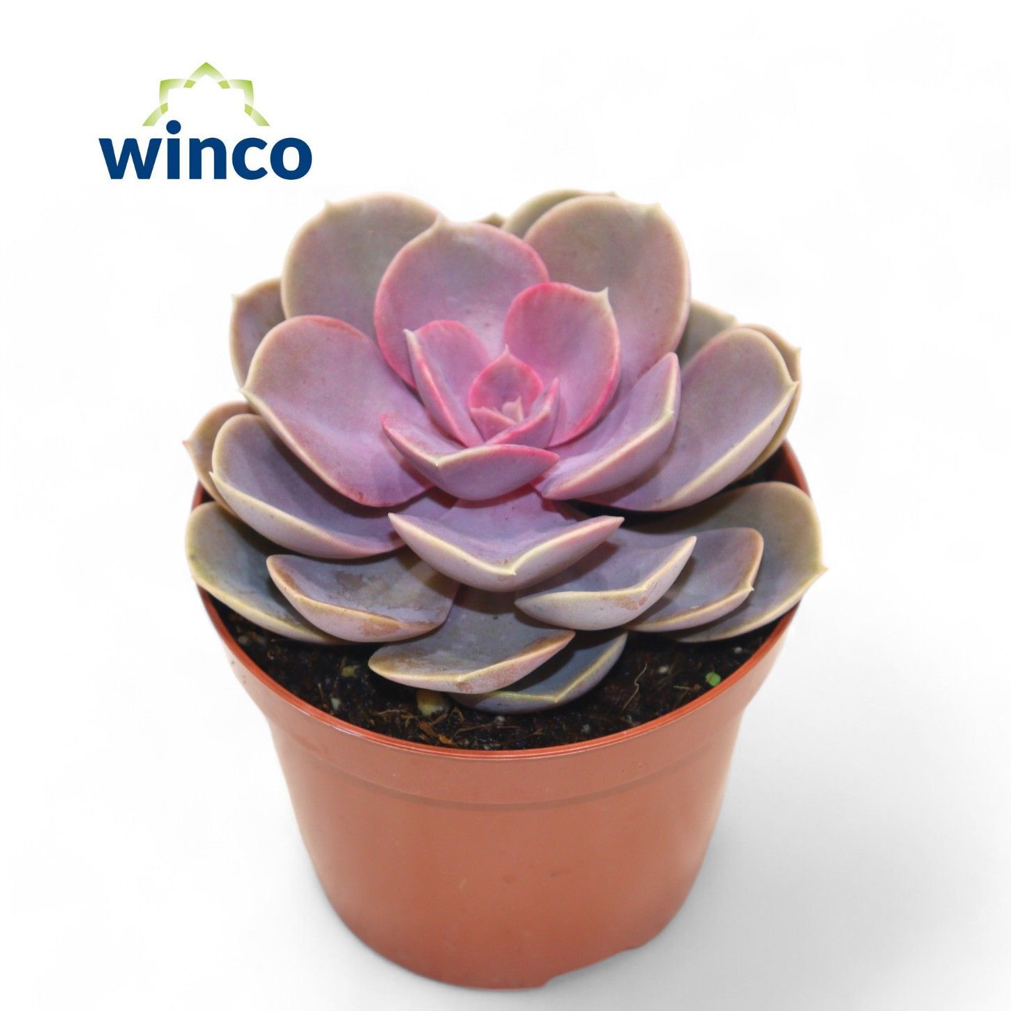 Горшечные цветы и растения оптом Echeveria Perle Von Nurnberg Pink от 18шт (для телеги) из Голландии с доставкой по России