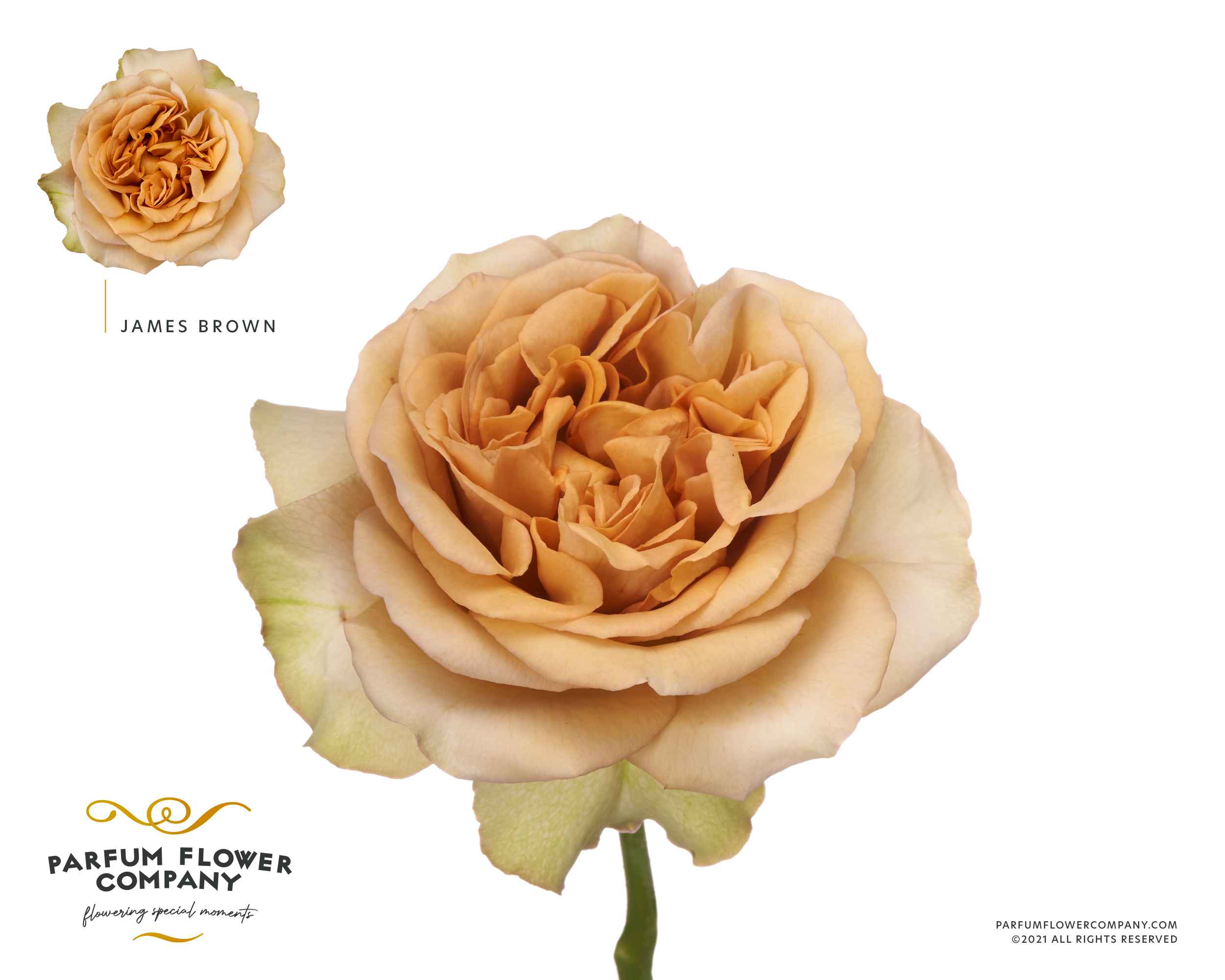 Срезанные цветы оптом Rosa la garden james brown от 24шт из Голландии с доставкой по России
