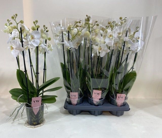 Горшечные цветы и растения оптом Phal An Inverness от 6шт из Голландии с доставкой по России