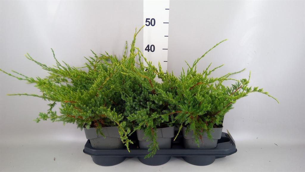 Горшечные цветы и растения оптом Juniperus Squamata holger от 3шт из Голландии с доставкой по России