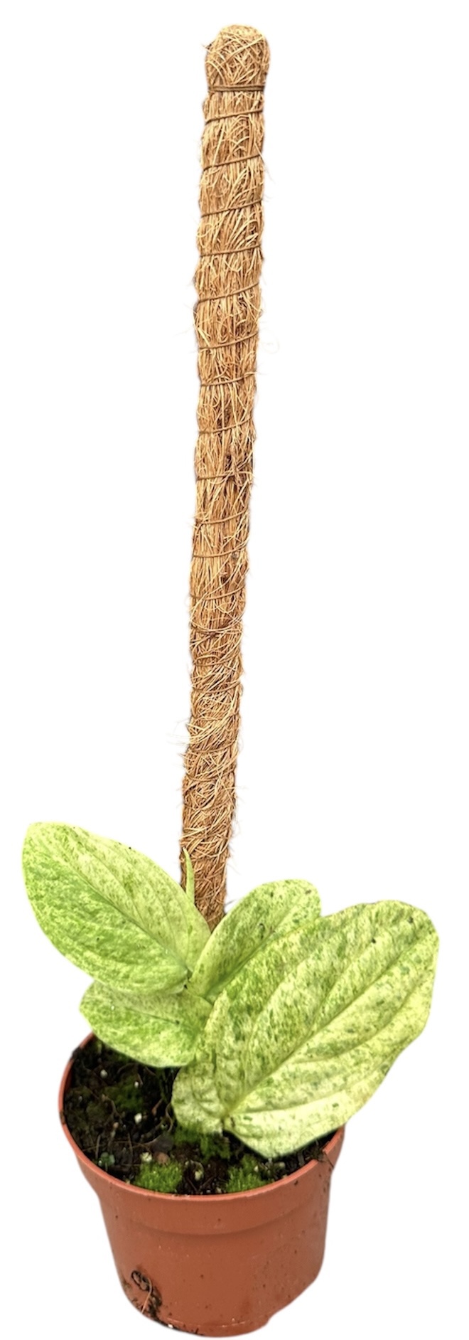 Горшечные цветы и растения оптом Rhaphidophora Korthalsii Marble Aurea от 1шт из Голландии с доставкой по России