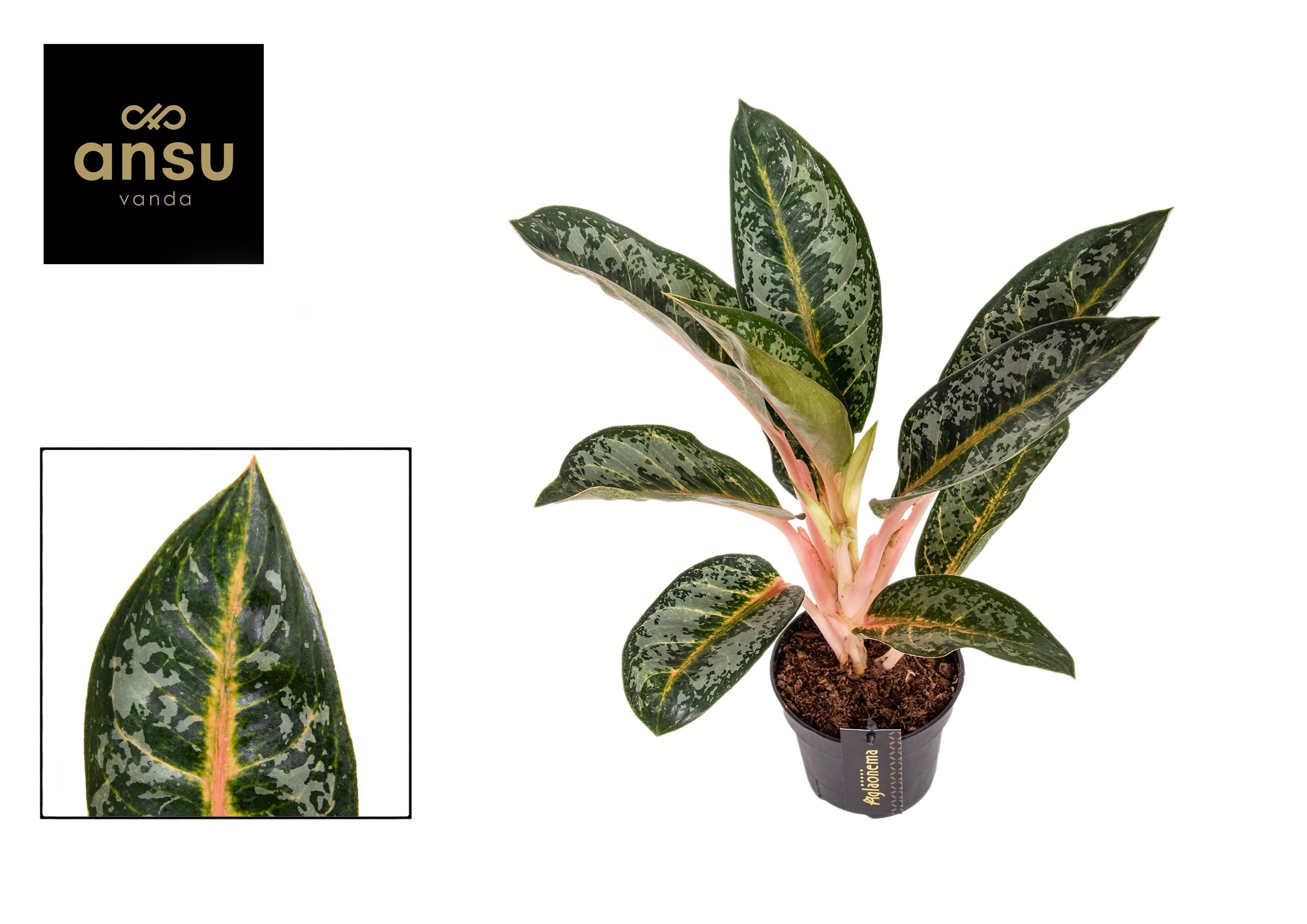 Горшечные цветы и растения оптом Aglaonema Orange Flame от 6шт из Голландии с доставкой по России