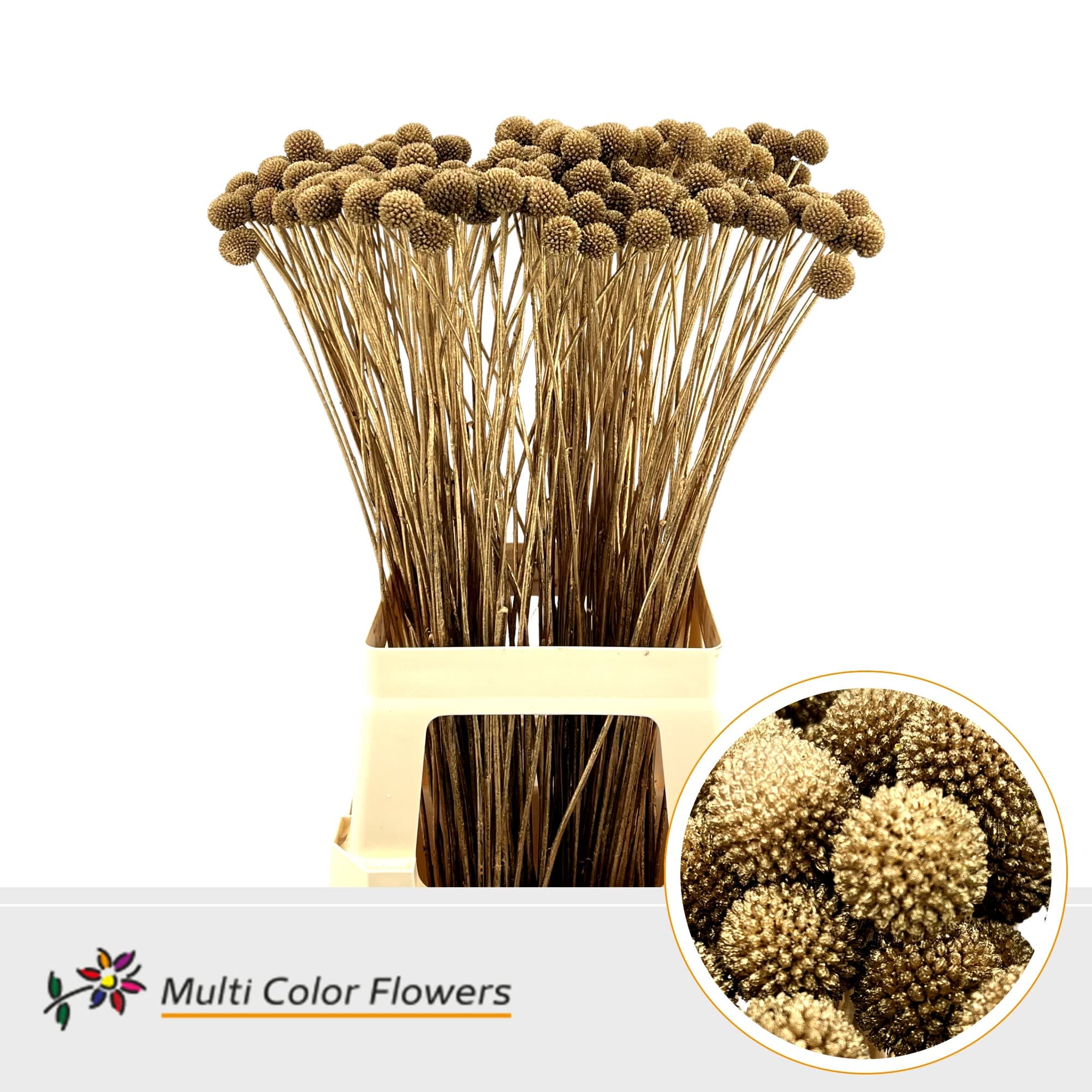 Срезанные цветы оптом Craspedia paint mintgreen от 200шт из Голландии с доставкой по России