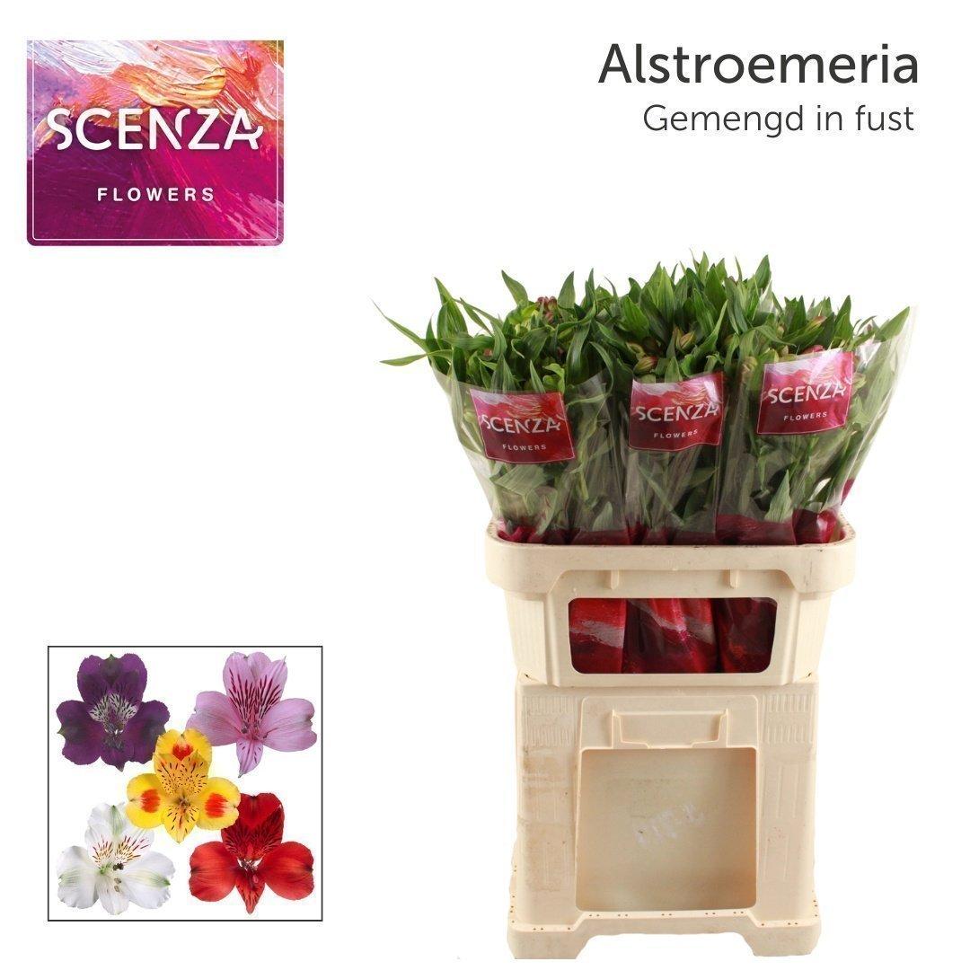 Срезанные цветы оптом Alstroemeria mix in bucket от 60шт из Голландии с доставкой по России