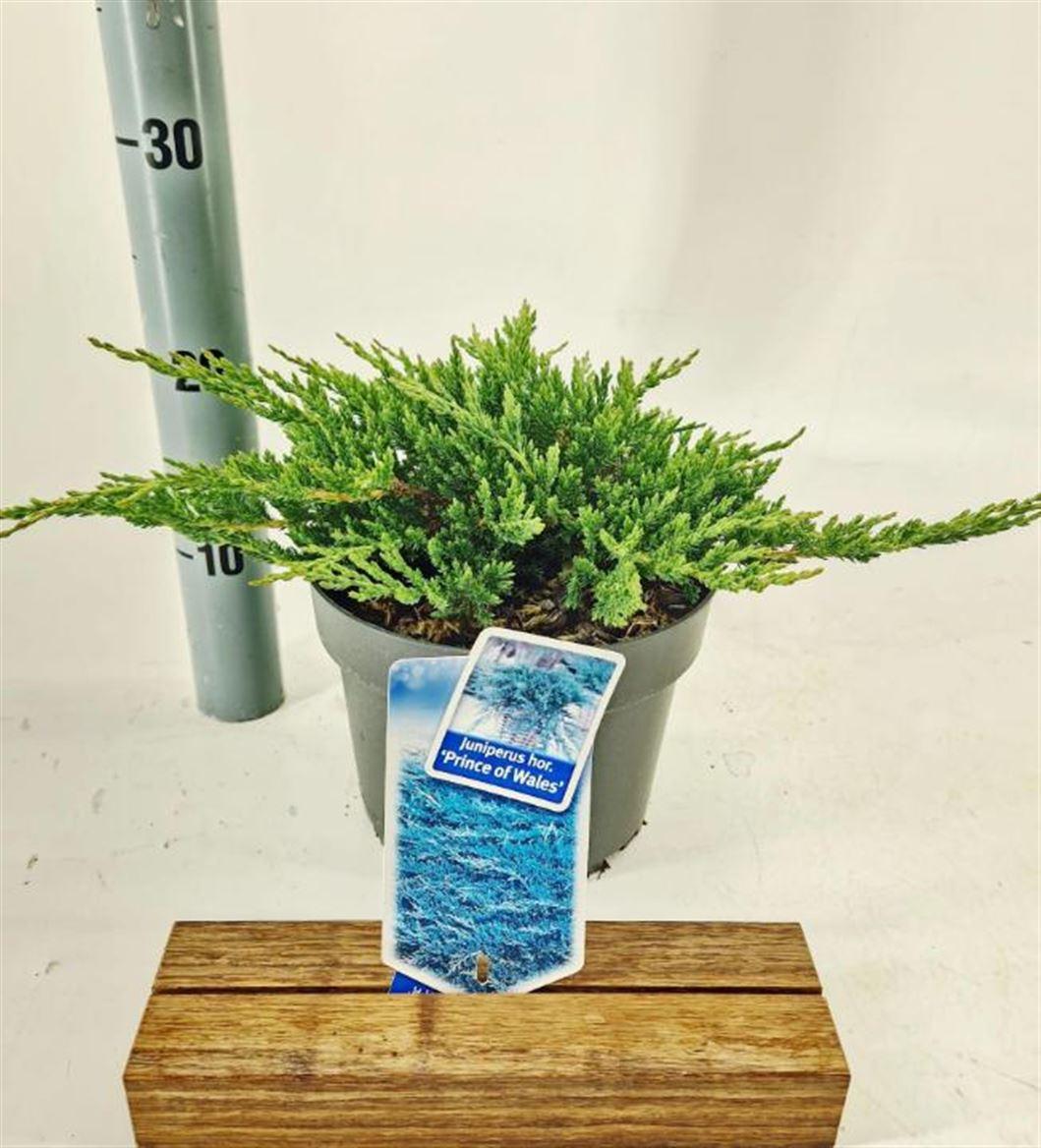 Горшечные цветы и растения оптом Juniperus Hot Prince Of Wales от 1шт из Голландии с доставкой по России