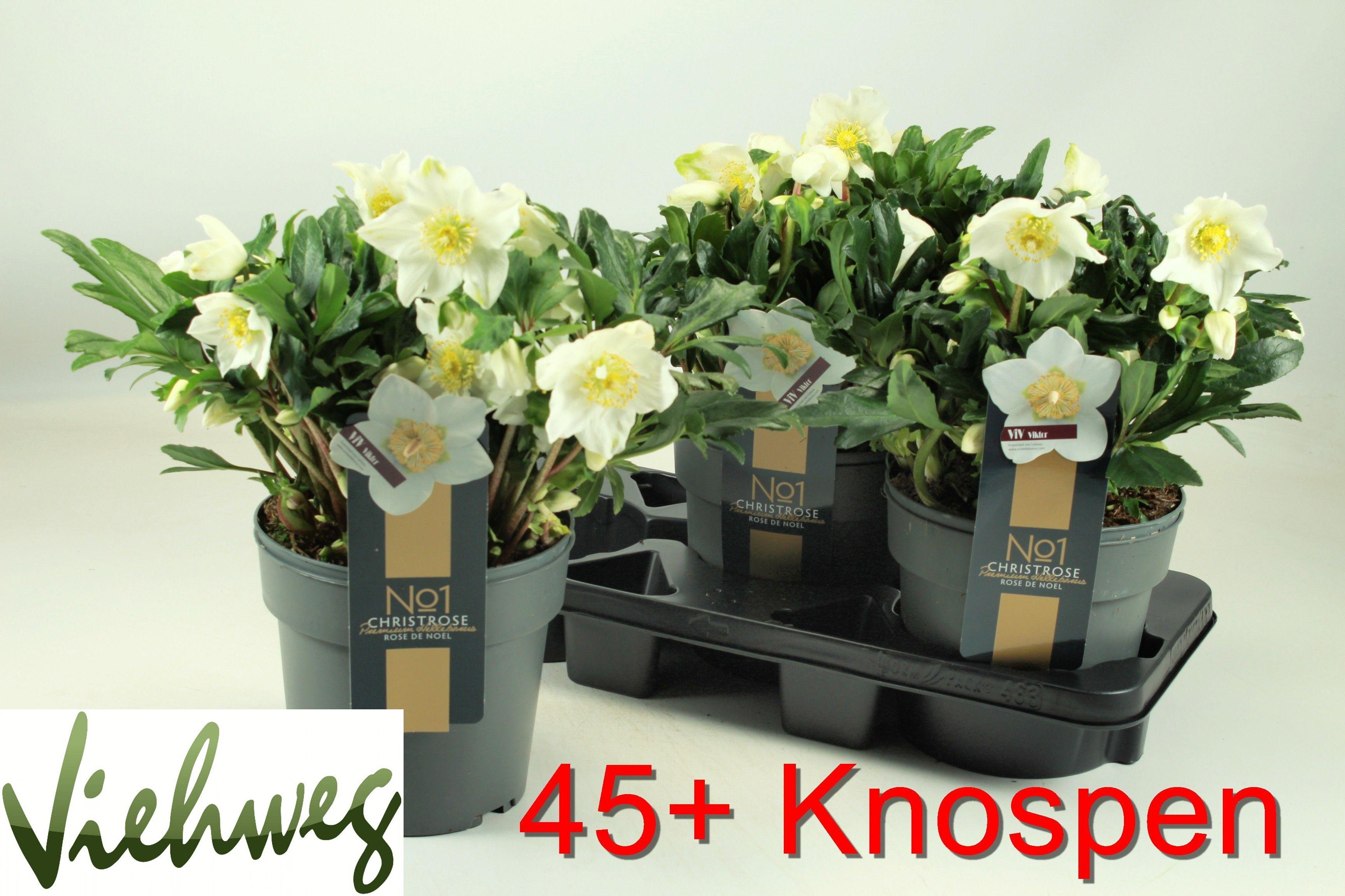 Горшечные цветы и растения оптом Hell Ni Viv Viktor от 3шт из Голландии с доставкой по России