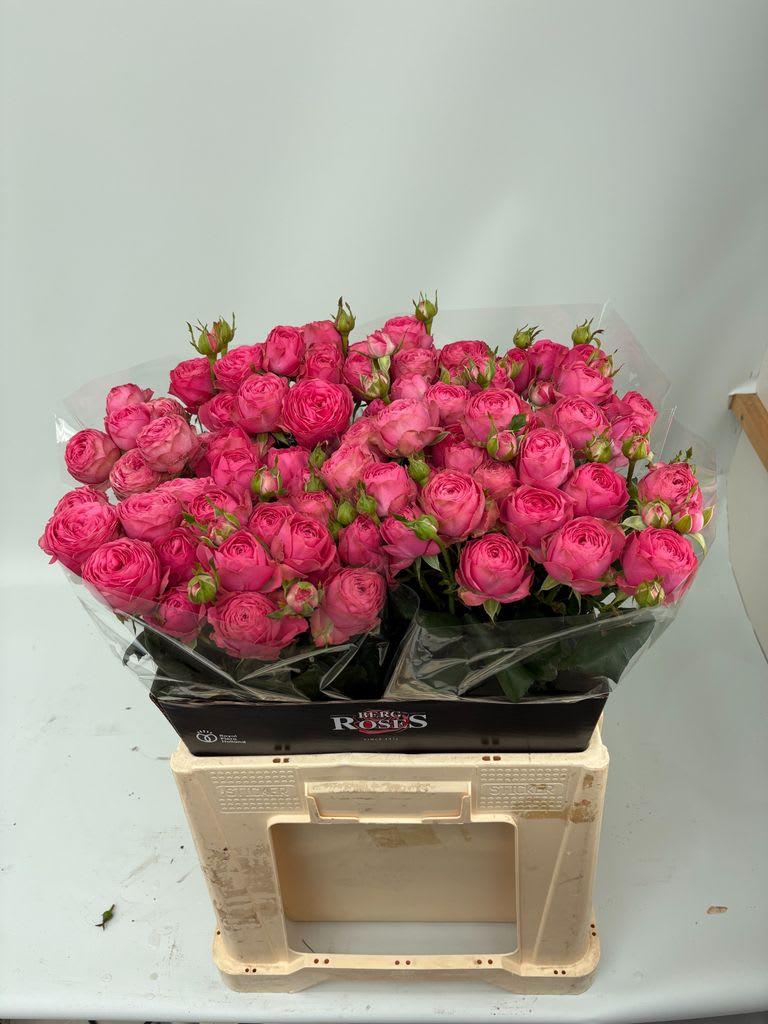 Срезанные цветы оптом Rosa spray giselle! от 20шт из Голландии с доставкой по России