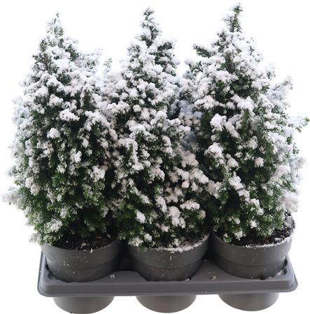 Горшечные цветы и растения оптом Cham Th Top Point от 6шт из Голландии с доставкой по России