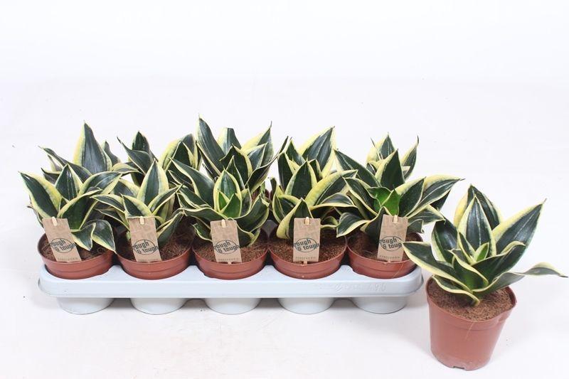 Горшечные цветы и растения оптом Sansevieria Golden Hahnii Black от 10шт из Голландии с доставкой по России