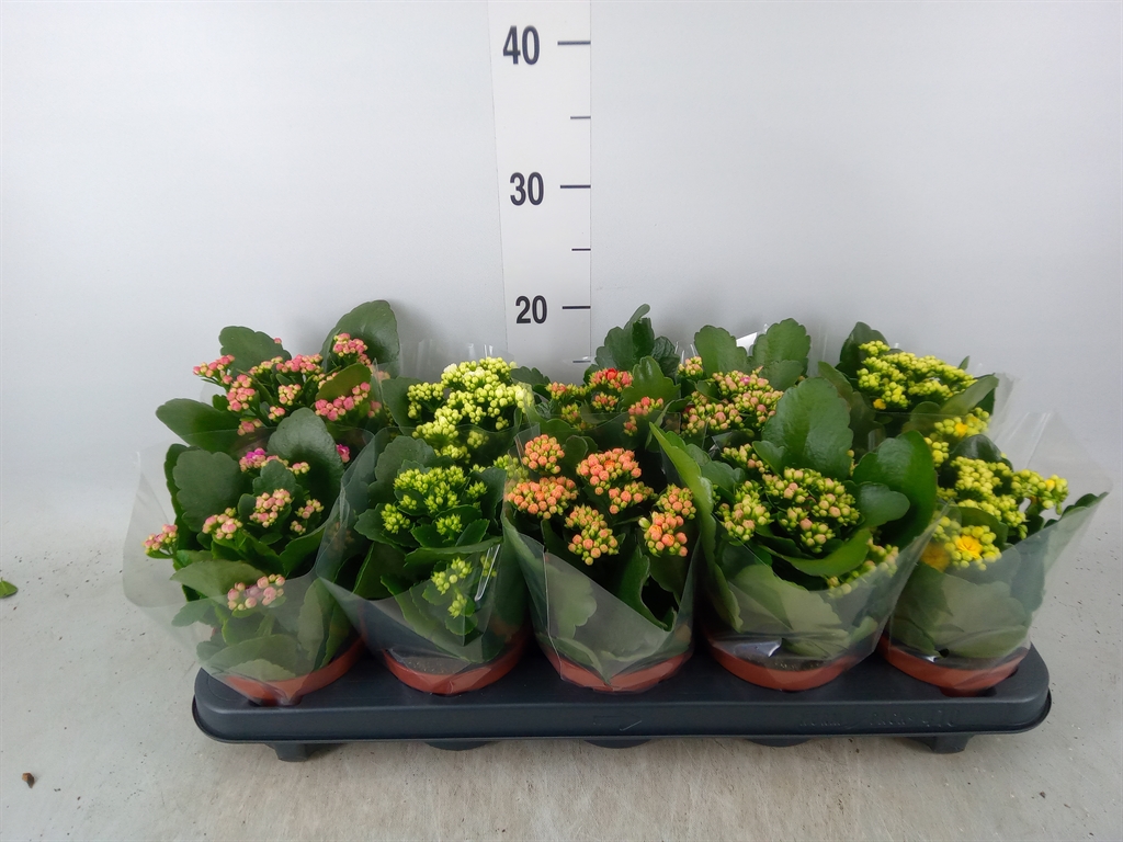 Горшечные цветы и растения оптом Kalanchoe Blos.   ..rosebud Mix  5 от 10шт из Голландии с доставкой по России