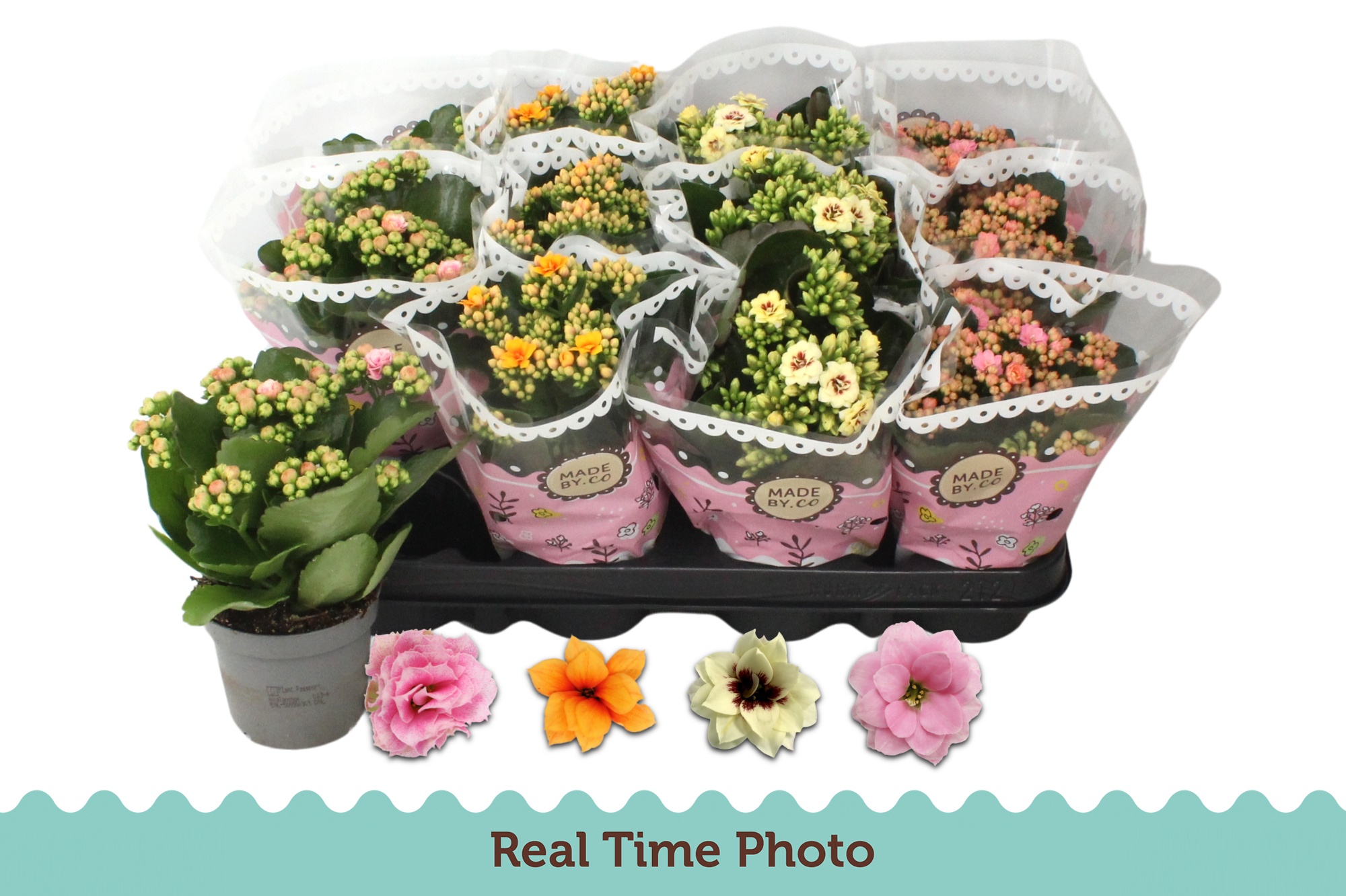 Горшечные цветы и растения оптом Kal Ge Gem Tweekl Bl от 12шт (для телеги) из Голландии с доставкой по России