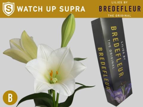 Срезанные цветы оптом Lilium lo watch up от 60шт из Голландии с доставкой по России