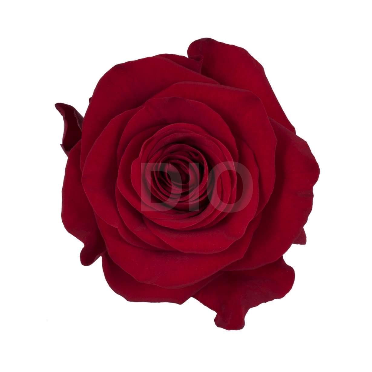 Розы оптом CHECKMATE из Эквадора с доставкой по России