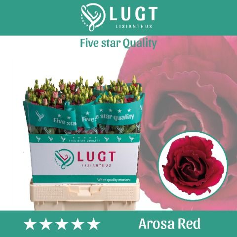 Срезанные цветы оптом Lisianthus do arosa red от 60шт из Голландии с доставкой по России