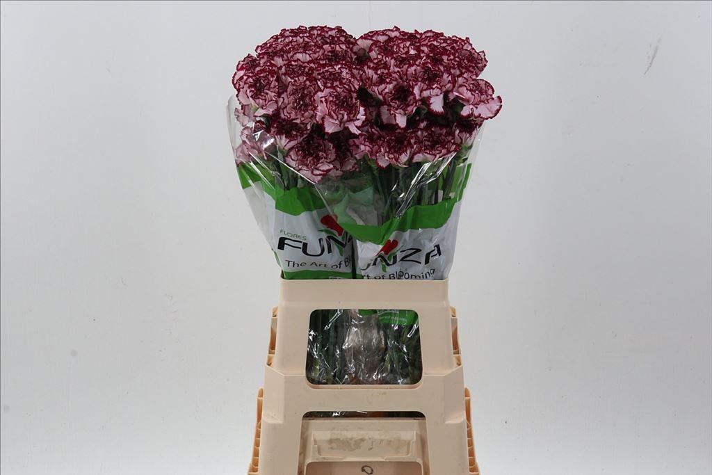 Срезанные цветы оптом Dianthus st perfect от 80шт из Голландии с доставкой по России