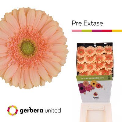 Срезанные цветы оптом Gerbera diamond pre-extase от 45шт из Голландии с доставкой по России