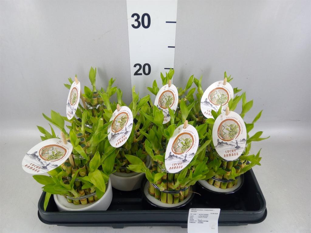 Горшечные цветы и растения оптом Dracaena Sand. lucky Bamboo ..pyr от 7шт из Голландии с доставкой по России