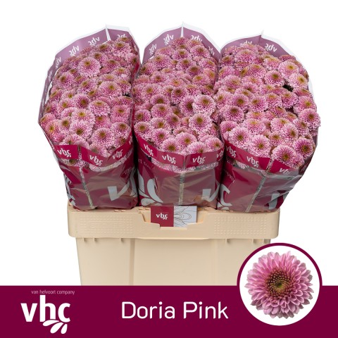 Срезанные цветы оптом Chrys sa doria pink от 75шт из Голландии с доставкой по России
