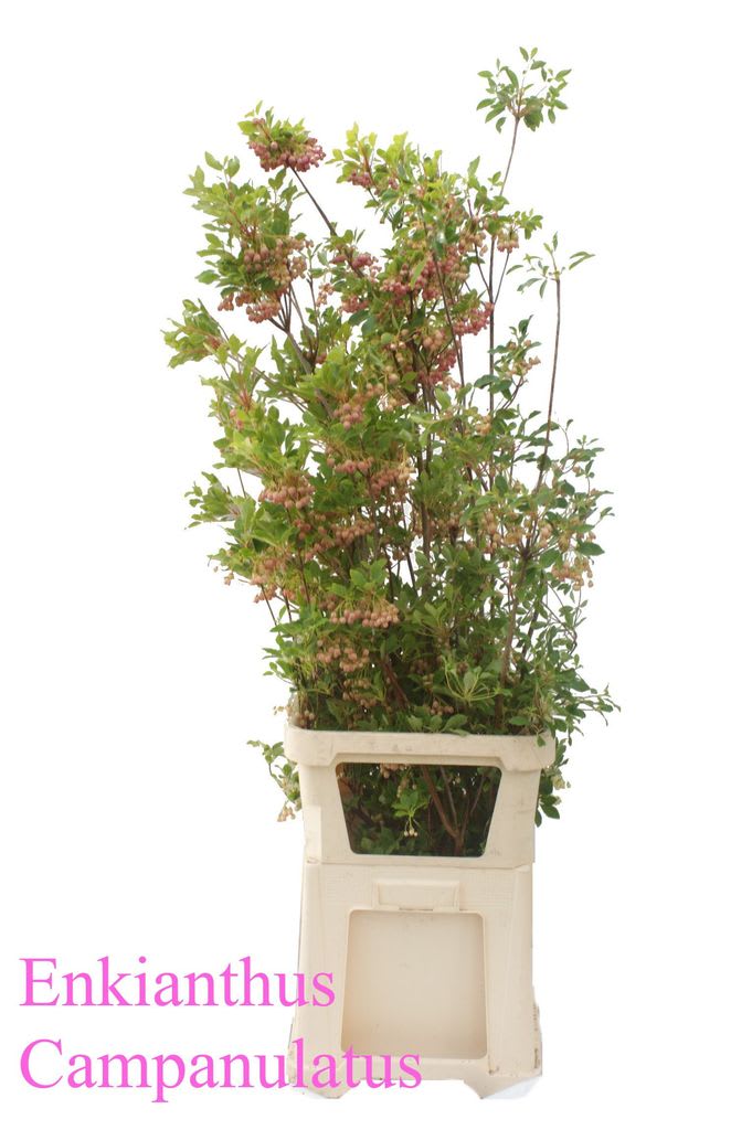 Срезанные цветы оптом Enkianthus campanulatus от 10шт. из Голландии с доставкой по России