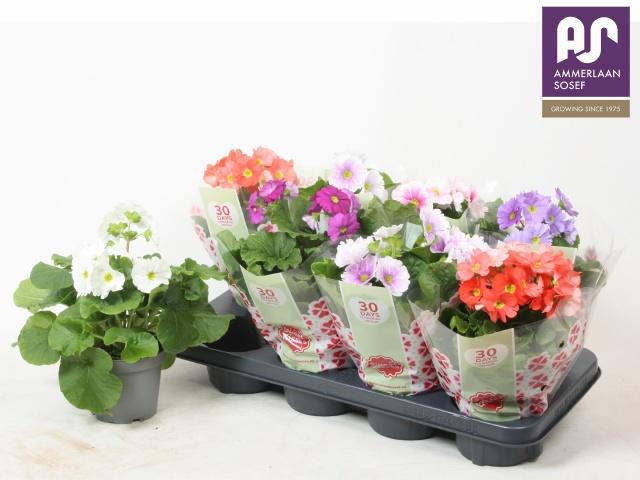 Горшечные цветы и растения оптом Prim Ob Tm Gem от 8шт из Голландии с доставкой по России