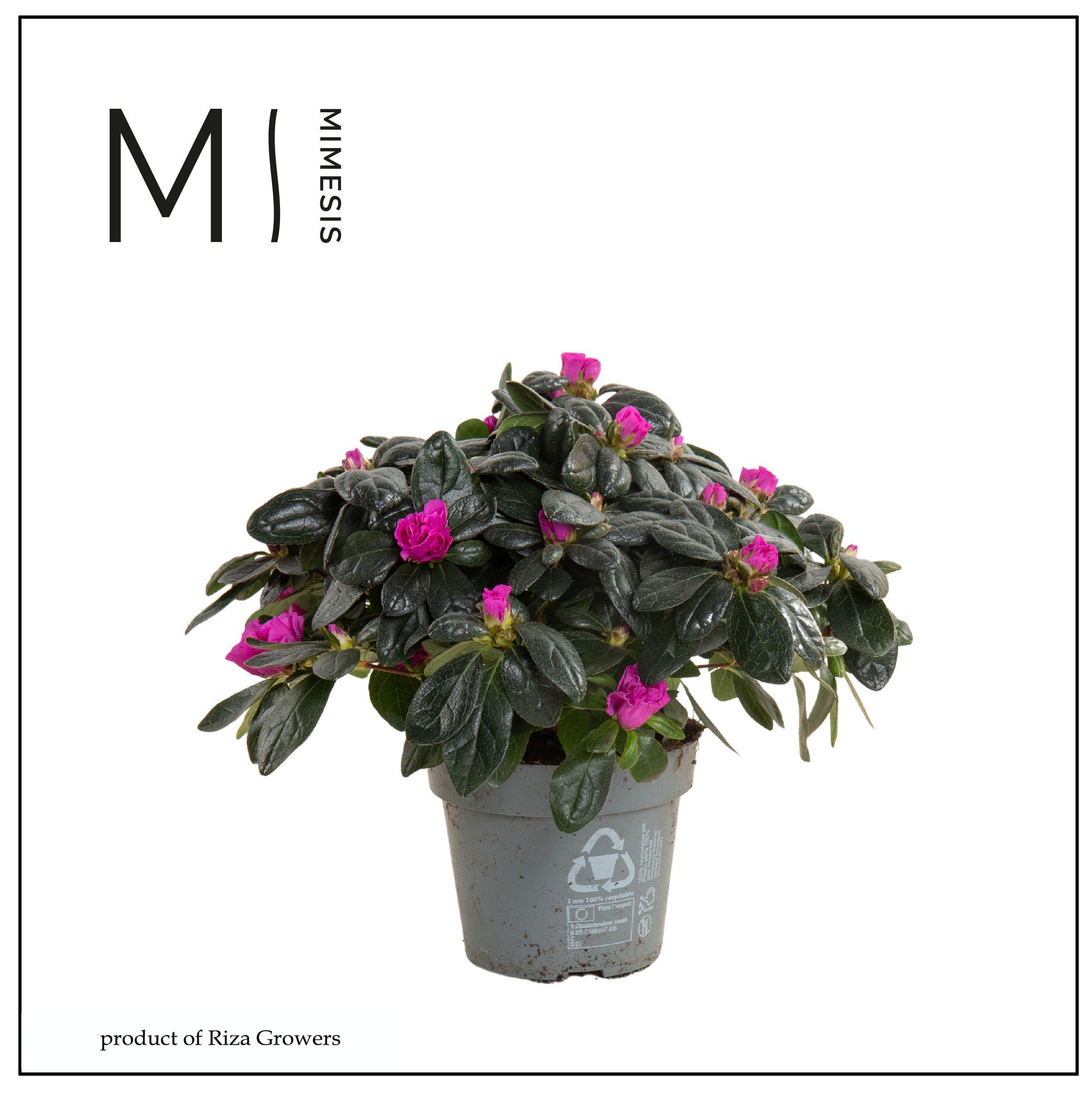 Горшечные цветы и растения оптом Rhodo Si Aiko Pink от 8шт из Голландии с доставкой по России