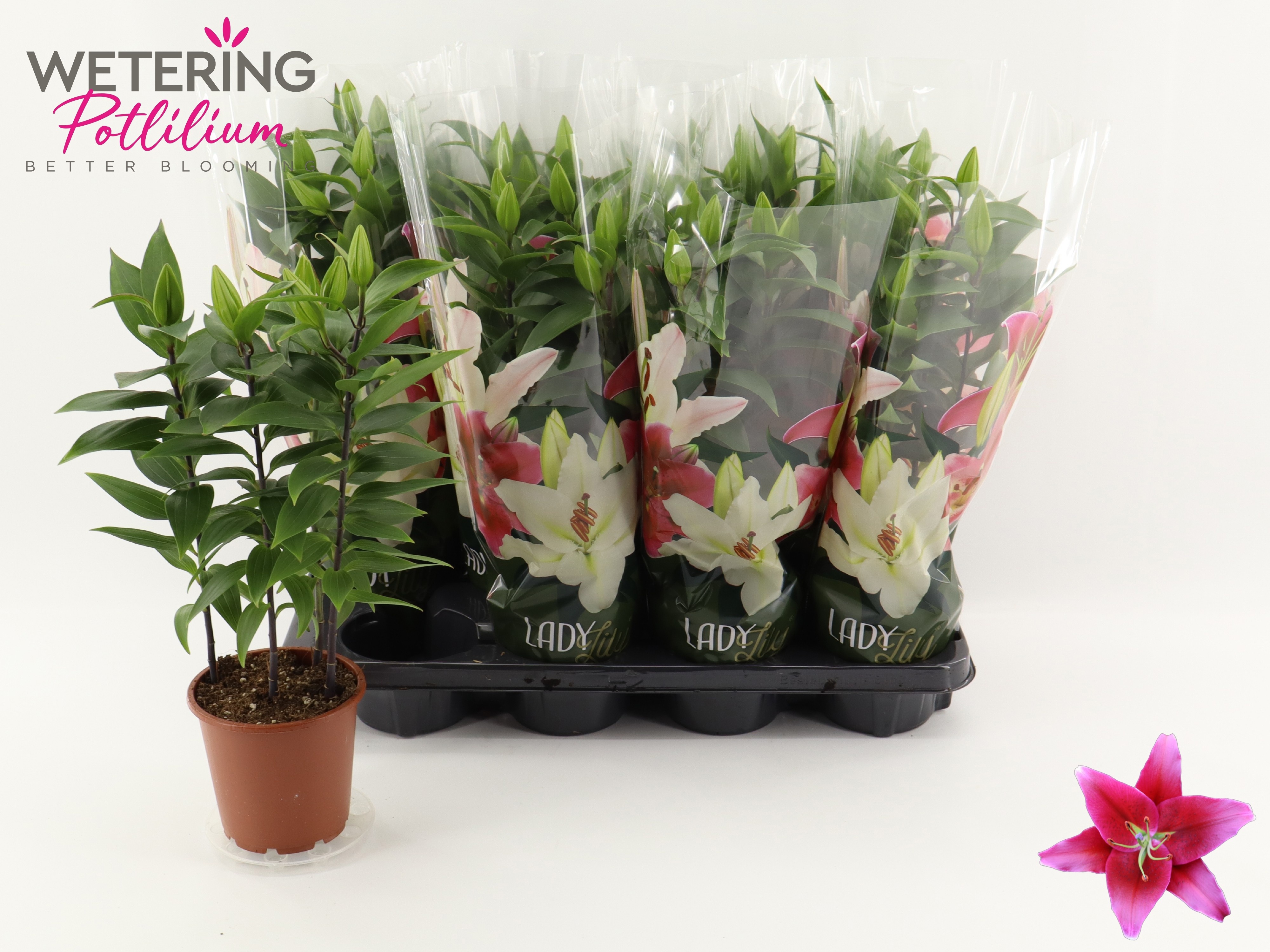 Горшечные цветы и растения оптом Lil Or Sunny Keys от 8шт из Голландии с доставкой по России