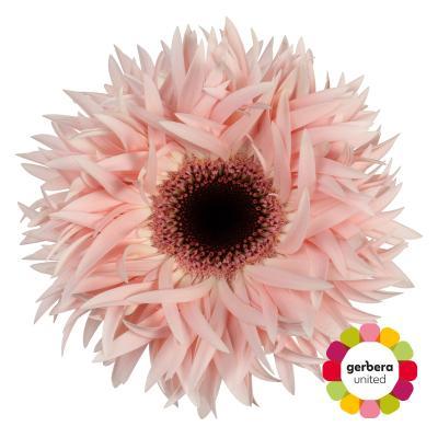 Срезанные цветы оптом Gerbera gerspider abu+ от 40шт из Голландии с доставкой по России