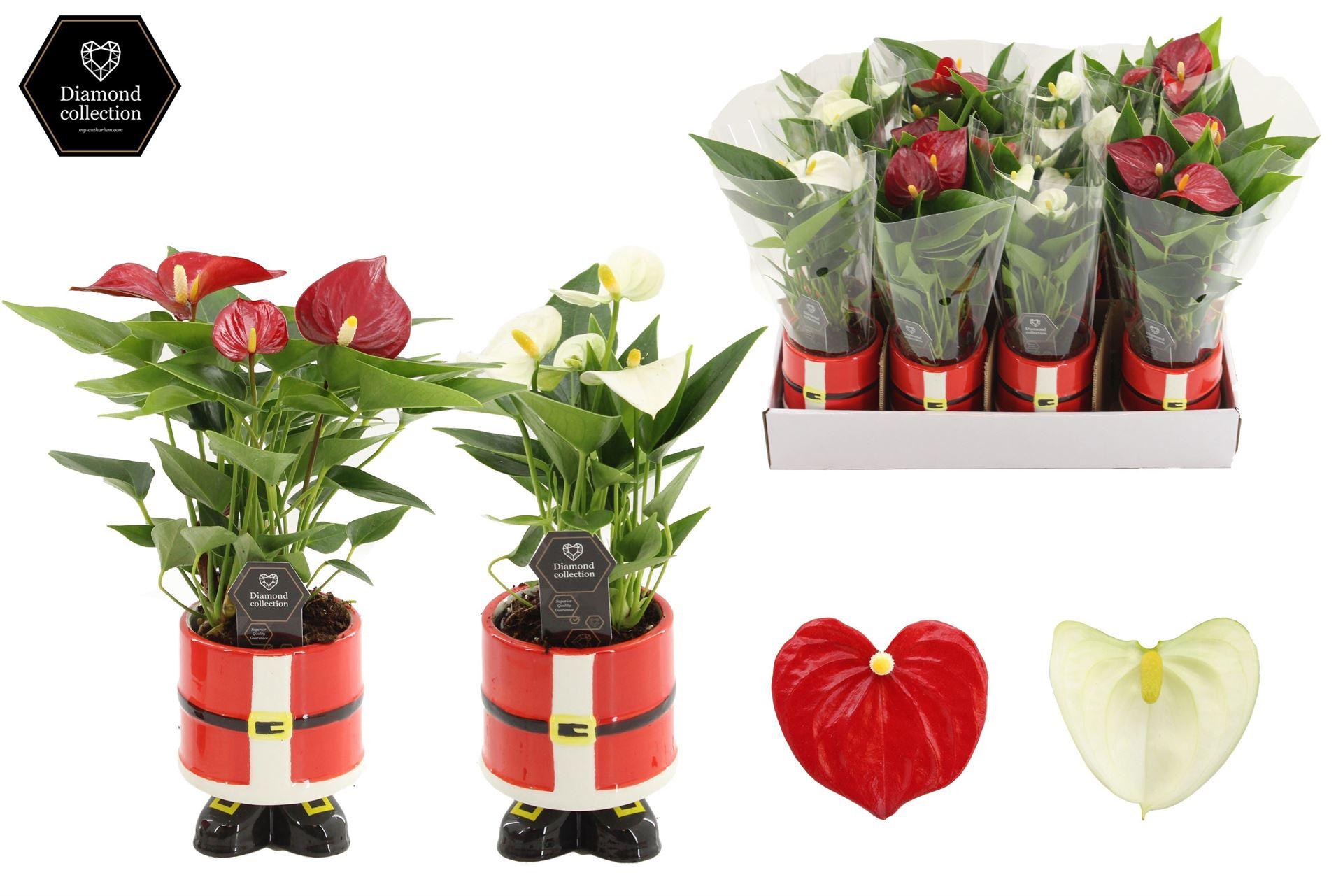 Горшечные цветы и растения оптом Anthurium   ...mix от 12шт (для телеги) из Голландии с доставкой по России