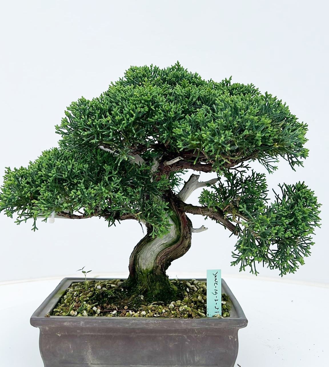 Горшечные цветы и растения оптом Juniperus Chinensis, 19cm., Height 25cm. (single I от 1шт из Голландии с доставкой по России