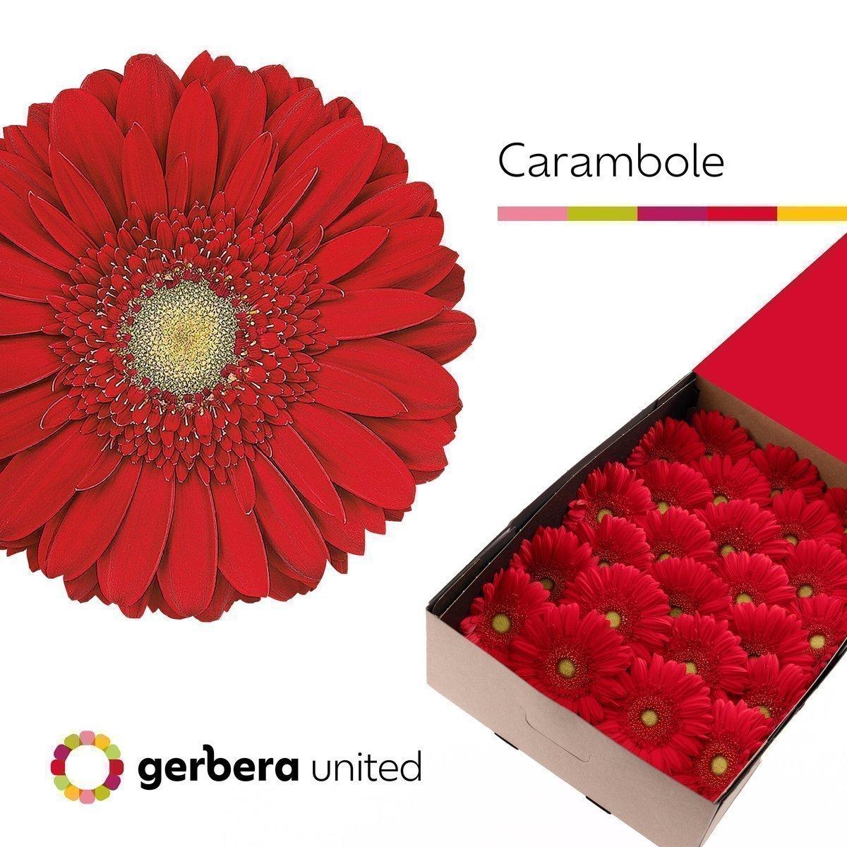 Срезанные цветы оптом Gerbera carambole от 25шт из Голландии с доставкой по России
