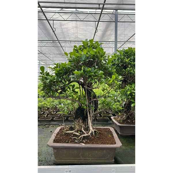 Горшечные цветы и растения оптом Bonsai Ficus Retusa, Pot 47cm. (single Item) от 1шт из Голландии с доставкой по России