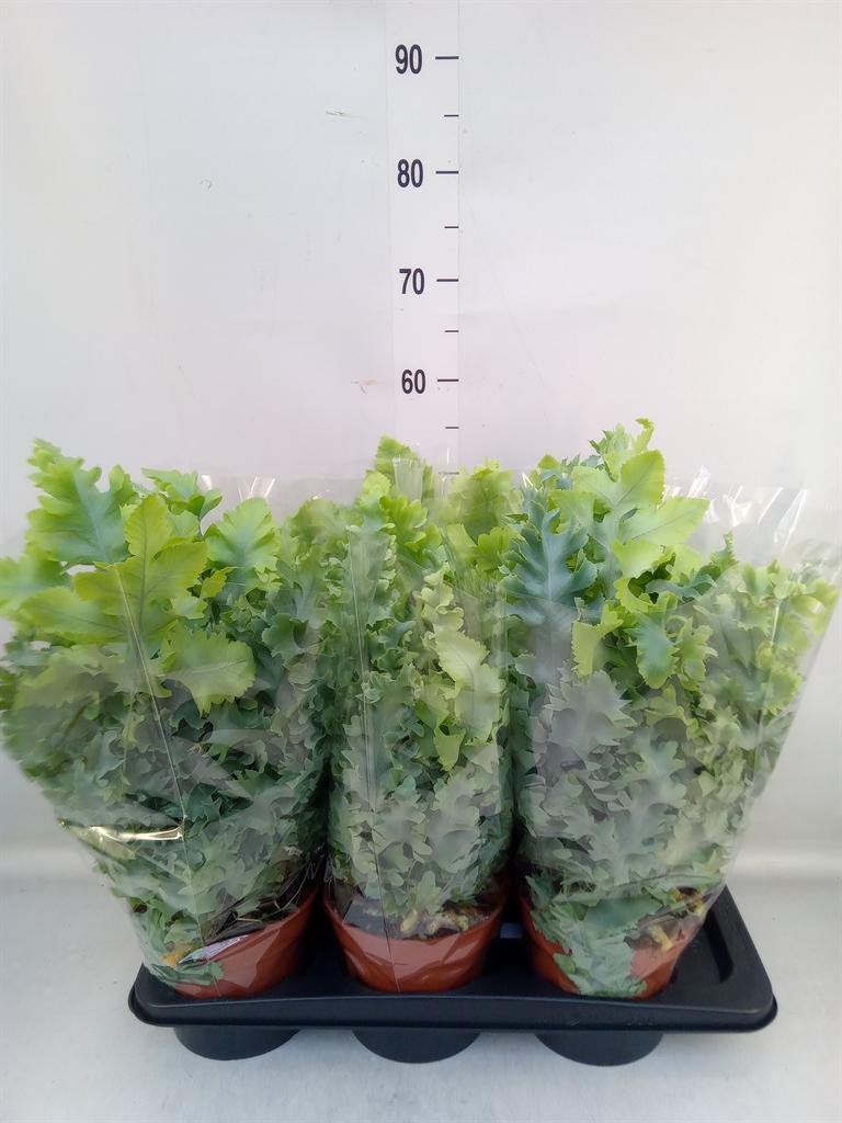 Горшечные цветы и растения оптом Phlebodium A Davana от 6шт из Голландии с доставкой по России