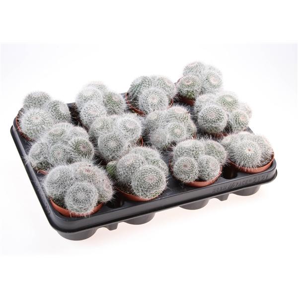 Горшечные цветы и растения оптом Mammillaria Hahniana от 12шт (для телеги) из Голландии с доставкой по России