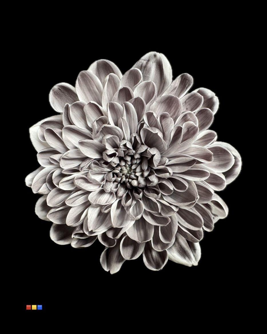 Срезанные цветы оптом Chrys sp paint altaj grey от 40шт из Голландии с доставкой по России