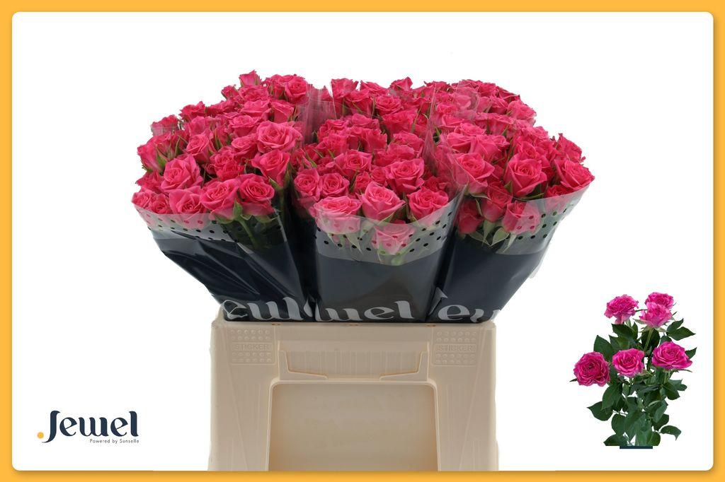 Срезанные цветы оптом Rosa spray lianne от 60шт из Голландии с доставкой по России