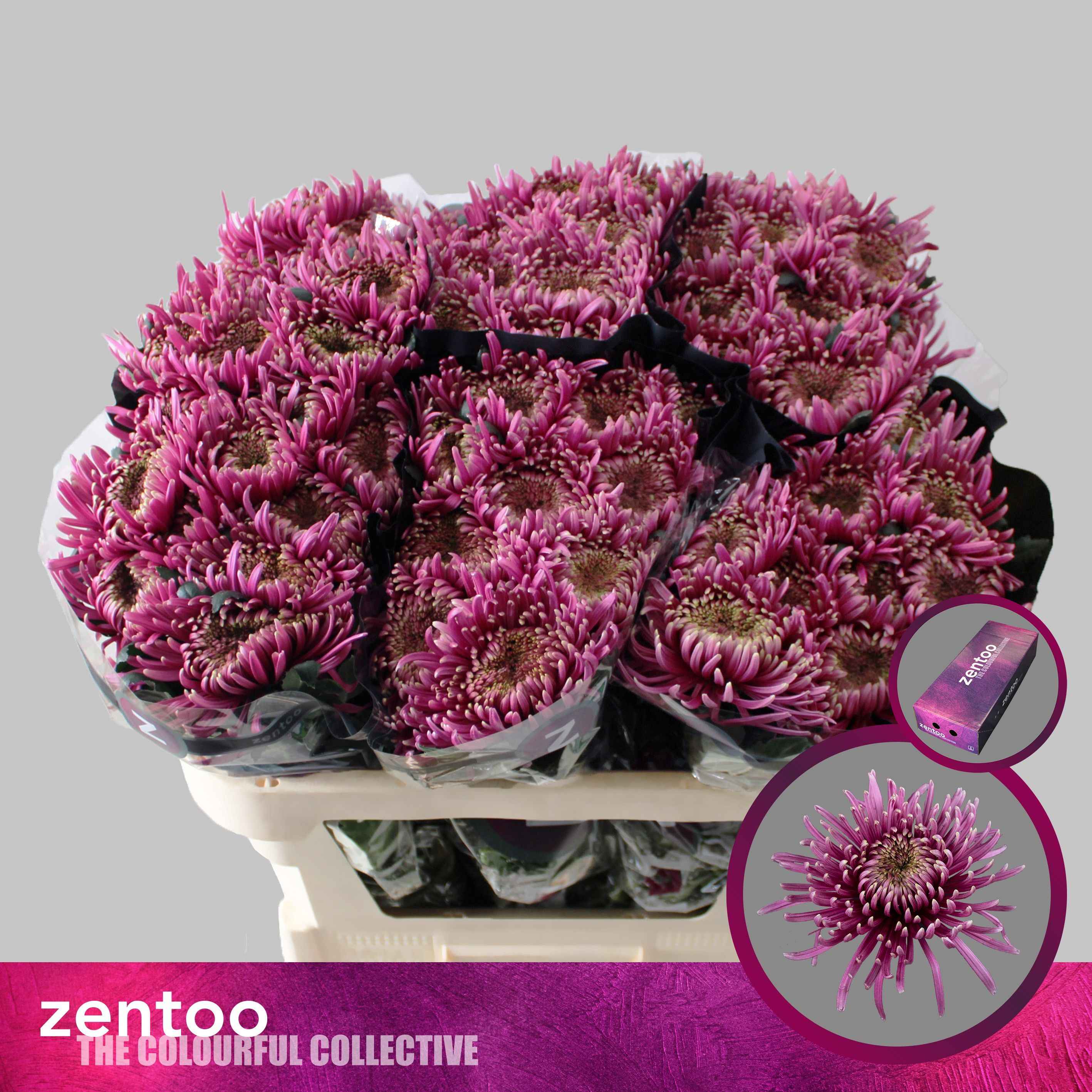 Срезанные цветы оптом Chrys bl baltazar intense от 120шт из Голландии с доставкой по России