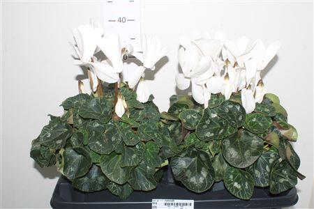 Горшечные цветы и растения оптом Cycl Gr Sup Mammoth White от 2шт (для телеги) из Голландии с доставкой по России