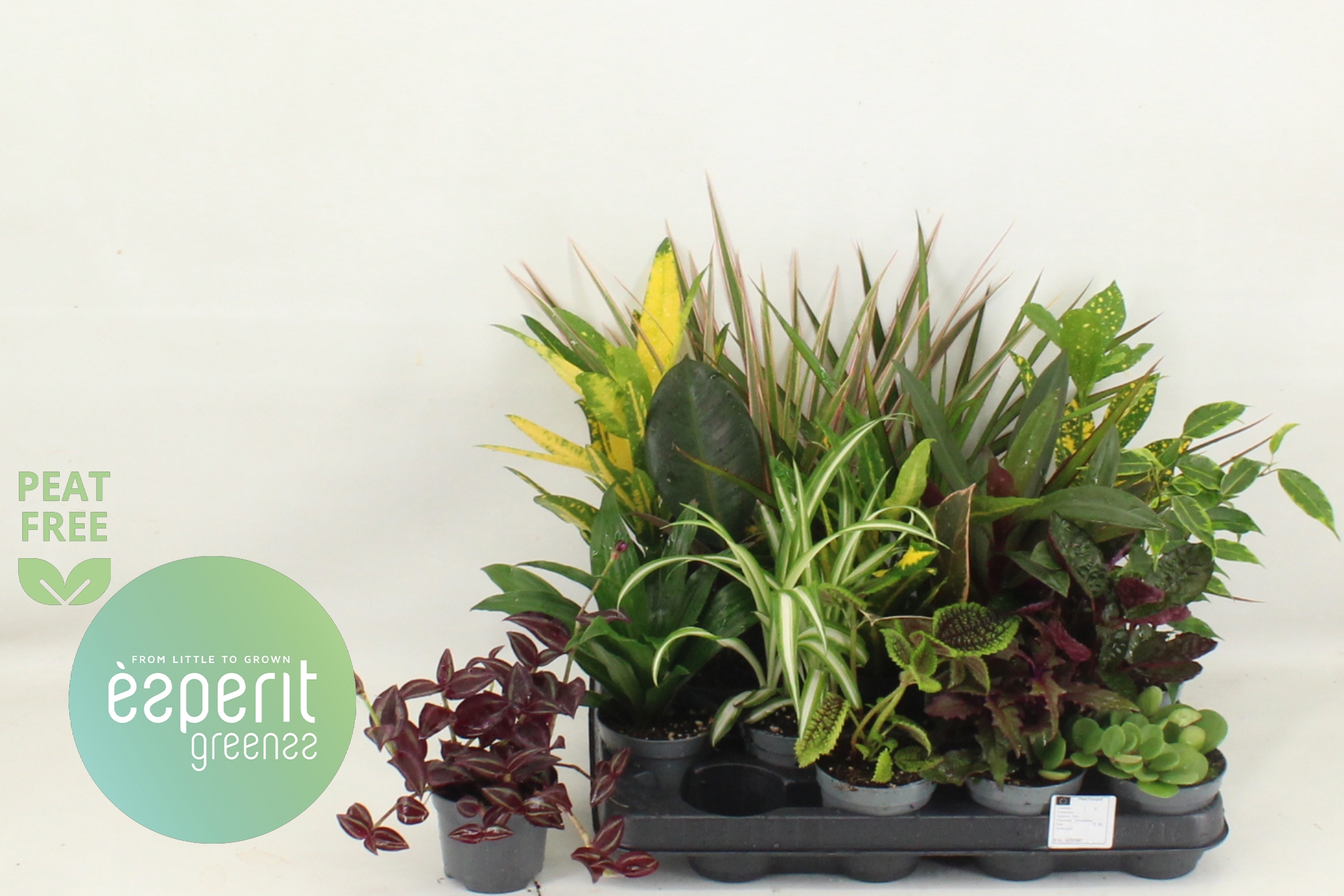 Горшечные цветы и растения оптом Kamerpl Gem Ov от 16шт (для телеги) из Голландии с доставкой по России