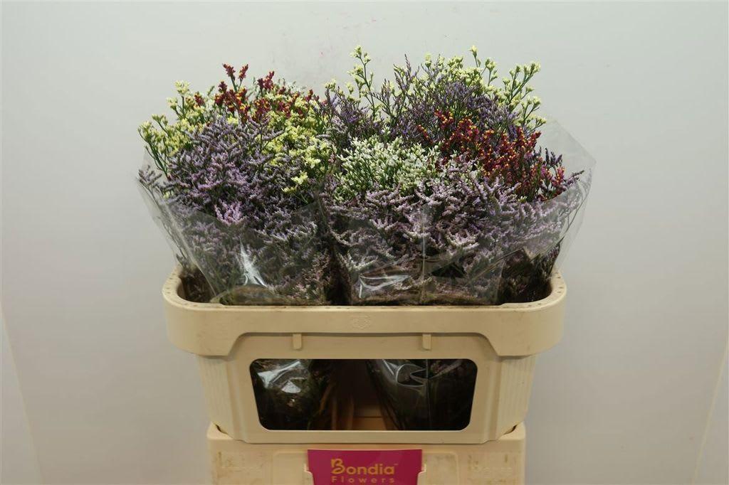 Срезанные цветы оптом Limonium diamond mix in bucket от 50шт из Голландии с доставкой по России