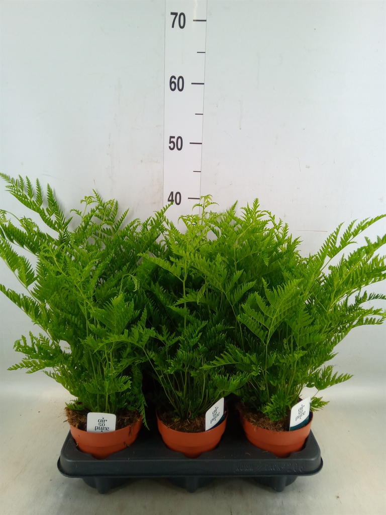 Горшечные цветы и растения оптом Pteris Straminea от 6шт из Голландии с доставкой по России