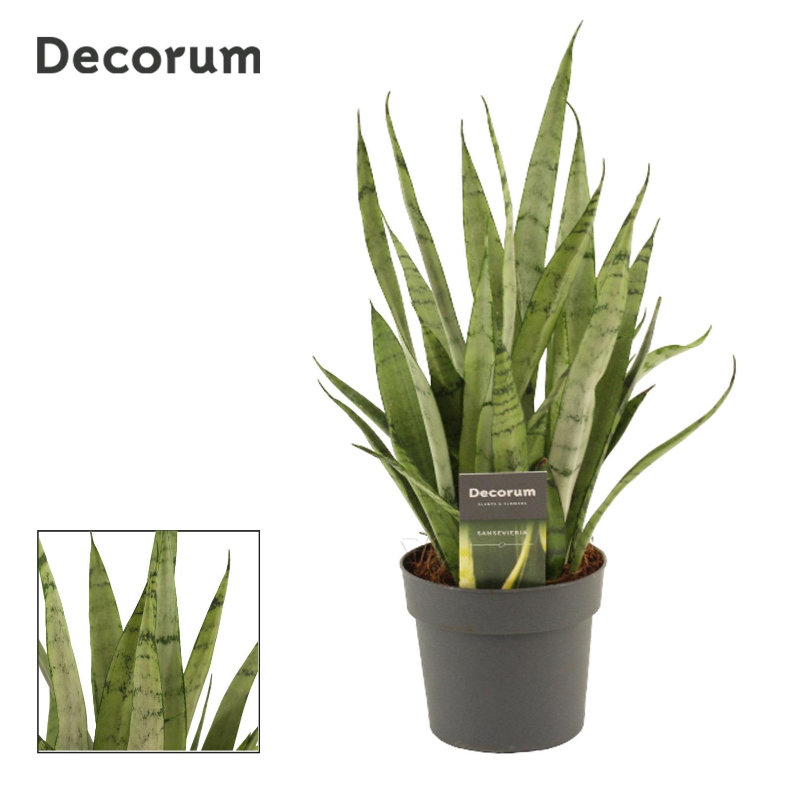 Горшечные цветы и растения оптом Sansevieria Silver Princess (decorum) от 10шт из Голландии с доставкой по России