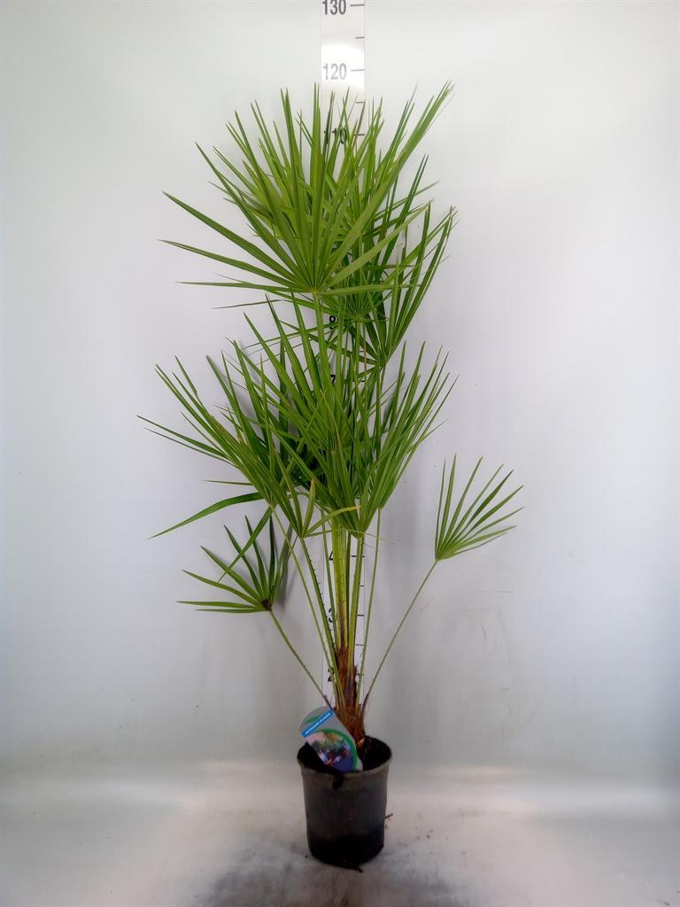 Горшечные цветы и растения оптом Chamaerops Humilis от 6шт из Голландии с доставкой по России