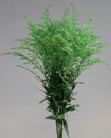 Срезанные цветы оптом Solidago paint mintgreen от 100шт из Голландии с доставкой по России