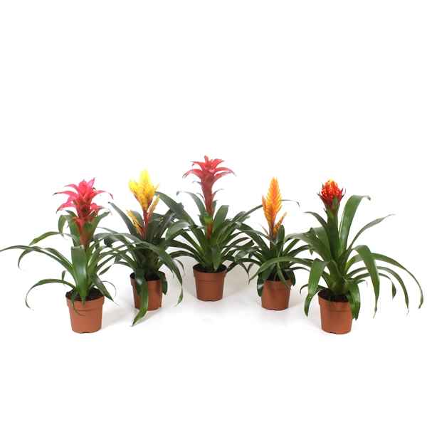 Горшечные цветы и растения оптом Bromelia Mix Excellent от 10шт из Голландии с доставкой по России