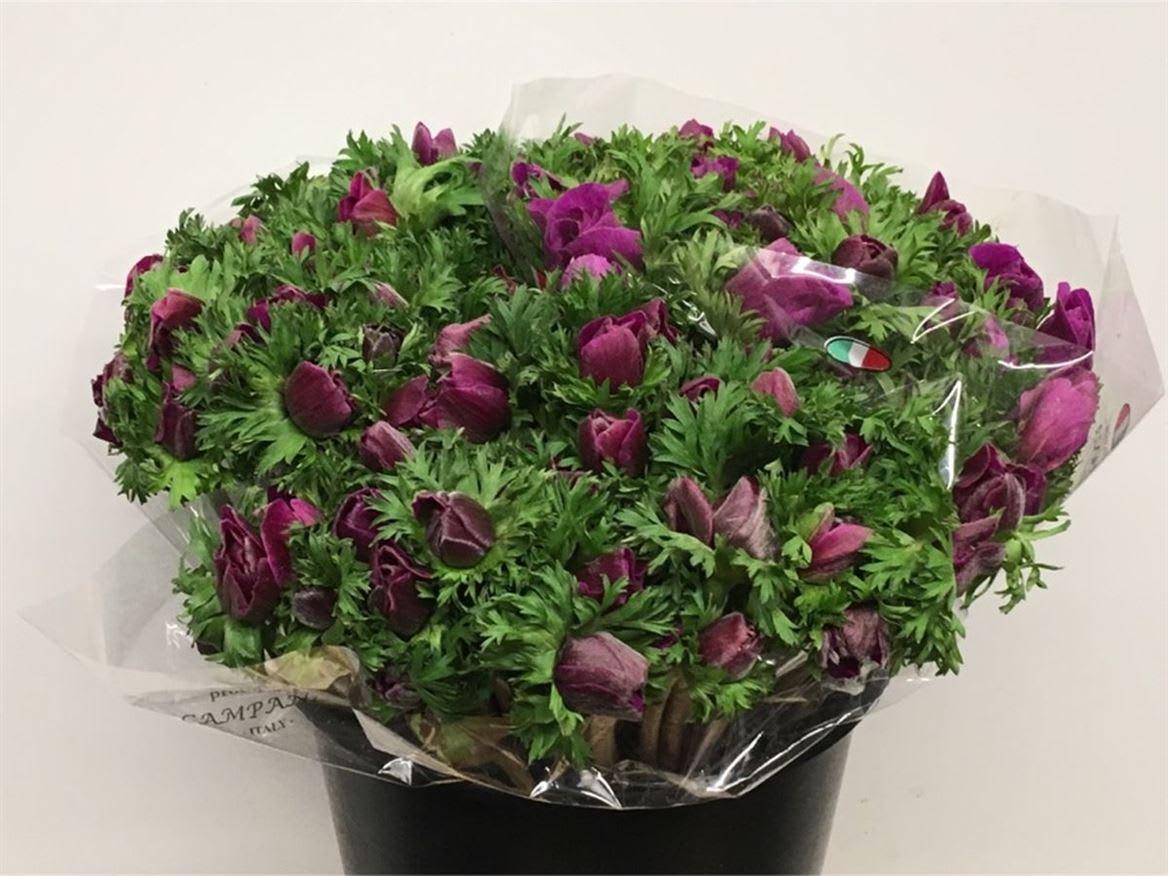 Срезанные цветы оптом Anemone mistral plus cerise от 150шт из Голландии с доставкой по России