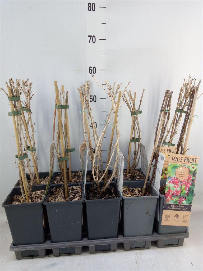 Горшечные цветы и растения оптом Ribes   ... от 10шт из Голландии с доставкой по России