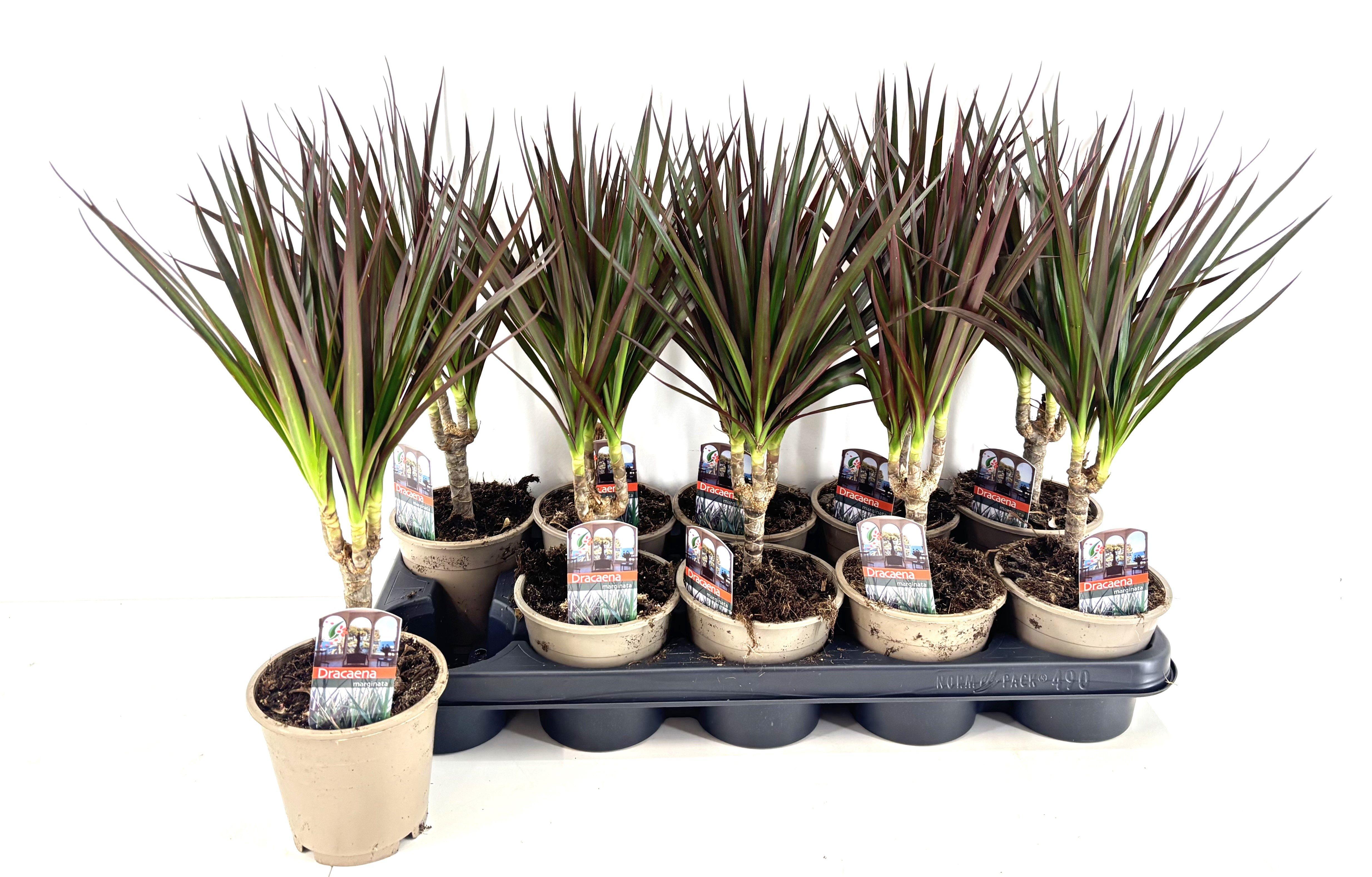 Горшечные цветы и растения оптом Dra Marg Magenta от 10шт из Голландии с доставкой по России