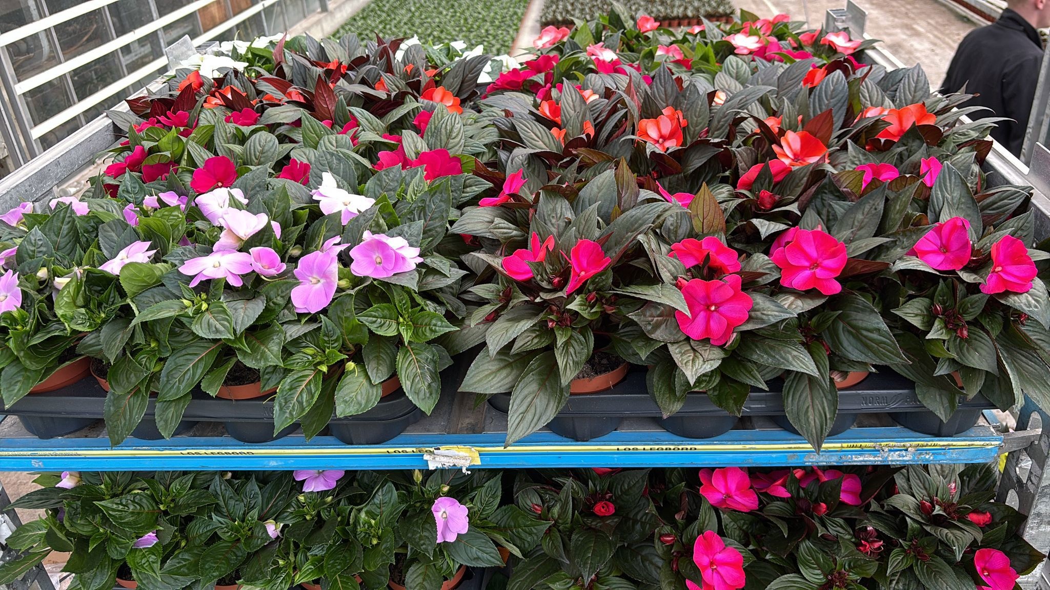 Горшечные цветы и растения оптом Impat Ng Mixk 6 Kl от 8шт из Голландии с доставкой по России