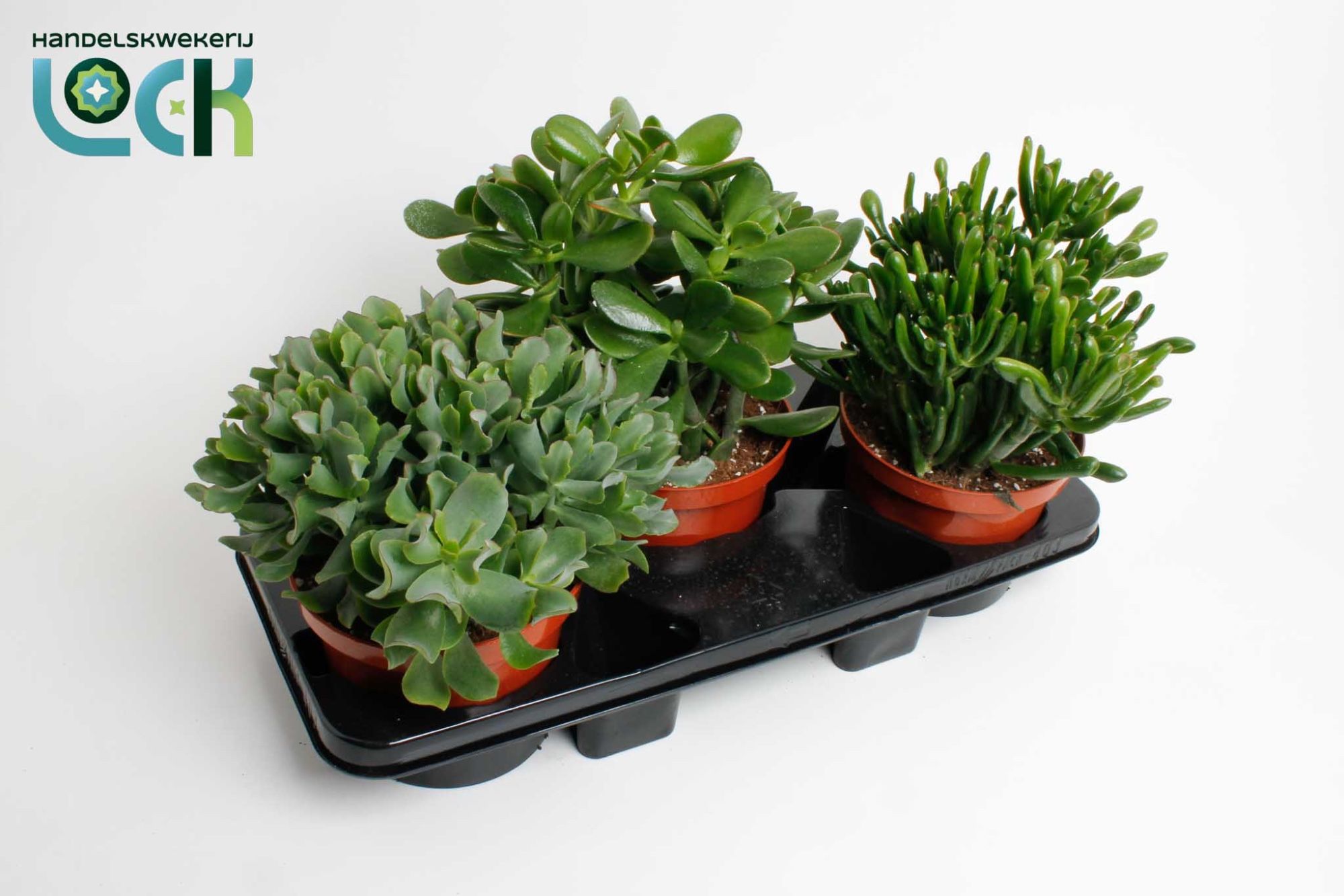 Горшечные цветы и растения оптом Crassula Mix от 3шт из Голландии с доставкой по России